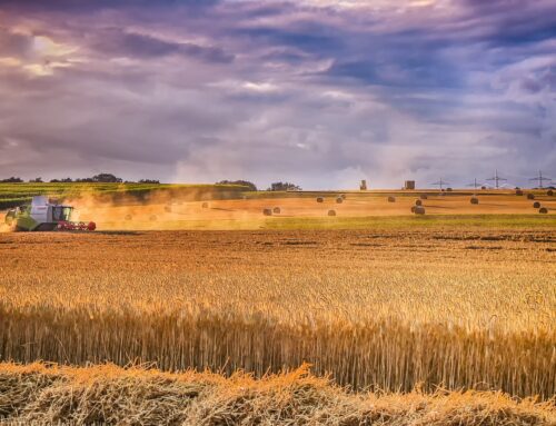 Lean Six Sigma in the Wheat Industry