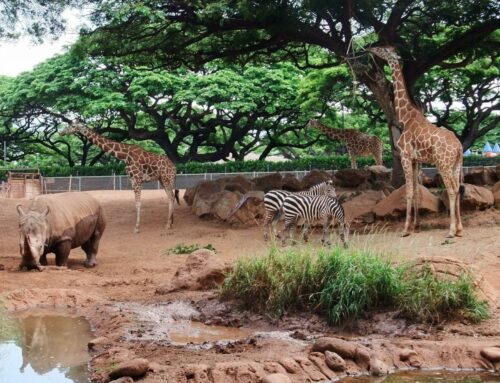 Improving Zoos Through Lean and Six Sigma