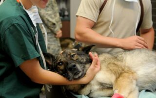 veterinary lean six sigma