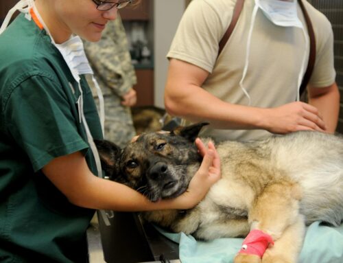Lean and Six Sigma Applications in Veterinary Practice