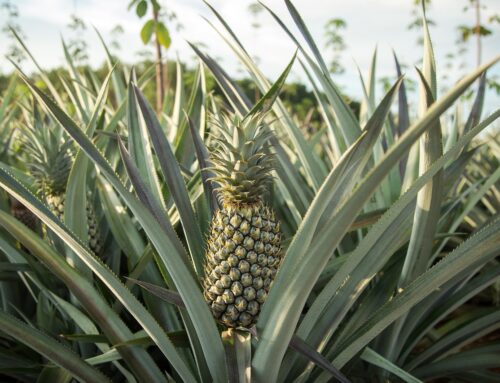 Lean and Six Sigma and Pineapples: Fruit and Nectar